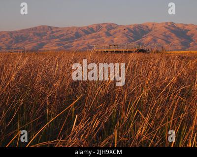 Alviso Marina County Park, Sumpf am späten Nachmittag, San Jose, Kalifornien Stockfoto