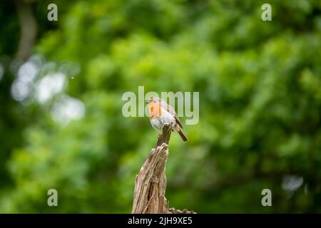 rotkehlchen auf einem Baumstumpf (Erithacus rubecula) Stockfoto