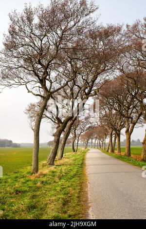 Bäume an einer Landstraße in einer ruhigen Landschaft in Dänemark im Sommer. Eine Reihe von Pflanzen neben einem leeren ländlichen Weg in landschaftlich reizvollen Ackerland mit Kopieplatz Stockfoto