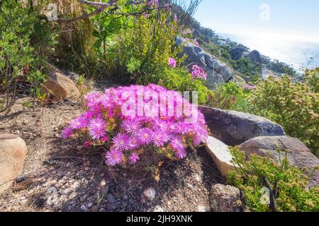 Rosa Aster-Fynbos wachsen auf Felsen am Tafelberg, Kapstadt, Südafrika. Üppig grüne Büsche und Sträucher mit Flora und Pflanzen in ruhiger Lage Stockfoto