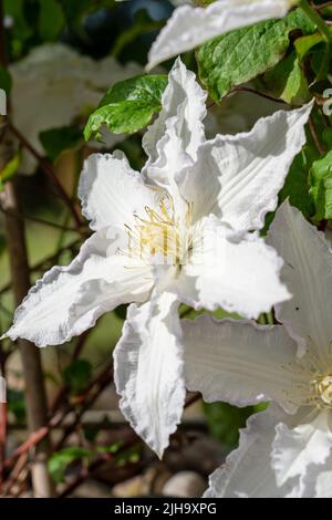 Große blühende weiße Clematis 'Duchess of edinburgh' in der Sommerblüte Stockfoto