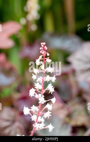 Nahaufnahme einer schönen Fugen-Aluminiumwurzel (Heuchera micrantha 'Palace Purple') in voller Sommerblüte Stockfoto