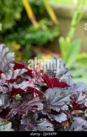 Nahaufnahme einer schönen Fugen-Aluminiumwurzel (Heuchera micrantha 'Palace Purple') in voller Sommerblüte Stockfoto