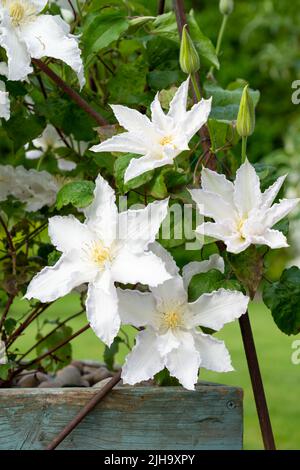 Große blühende weiße Clematis 'Duchess of edinburgh' in der Sommerblüte Stockfoto