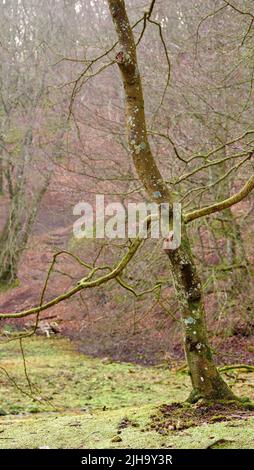 Alte, blattlose Bäume in einem Wald im frühen Winter. Wilde Naturlandschaft von einem Baumstamm und Ästen mit Moos oder Flechten in einem grünen umweltfreundlich bedeckt Stockfoto