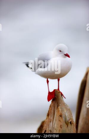 Eine Möwe sitzt auf einem Pier vor einem verschwommenen grauen Hintergrund draußen. Niedlicher, sauberer Meeresvögel auf einem Holzbalken am Strand mit Platz für Kopien Stockfoto