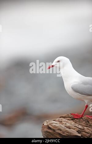 Nahaufnahme einer niedlichen Möwe, die auf einem Felsen oder einer natürlichen Wand am Strand in ihrem natürlichen Lebensraum oder ihrer Umgebung steht. Ein entzückender weißer Vogel oder Tier Stockfoto