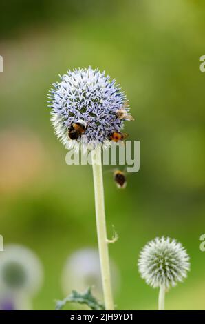 Blue Globe Thistle-Pflanze, die im Sommer vor einem natürlichen Hintergrund von Hummeln bestäubt wird. Frühling Wildblume blüht und blüht auf einem Feld Stockfoto