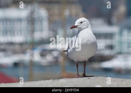 Eine Möwe sitzt auf einem Felsvorsprung an einem alten Seebrücke. Zoom der europäischen Heringsmöwe auf der Suche nach Nahrung allein am Hafen. Nahaufnahme eines Möwenvogels Stockfoto