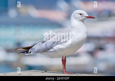 Eine rote Möwe, die auf einem Stadtdock vor einem verschwommenen Hintergrund mit Kopierraum steht. Nahaufnahme der Vogelbeobachtung eines weißen, grauen Möwenvogels mit Stockfoto