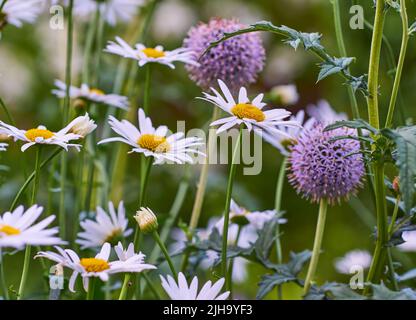 Nahaufnahme von weißen Gänseblümchen und violetten Kugeldisteln, die in abgelegenen Feldern, Wiesen oder Hinterhofgärten wachsen. Marguerite Gänseblümchen oder argyranthemum Stockfoto