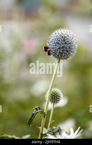 Blue Globe Thistle-Pflanze, die im Sommer vor dem Hintergrund der Natur von Bienen in einem Garten bestäubt wird. Frühling Wildblume blüht und blüht auf einem Stockfoto