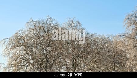 Malerische Aussicht auf Winterbuchen ohne Blätter, klaren blauen Himmel und Kopieplatz in abgelegenen ländlichen Wald in Norwegen. Wälder mit trockenen Herbstzweigen Stockfoto