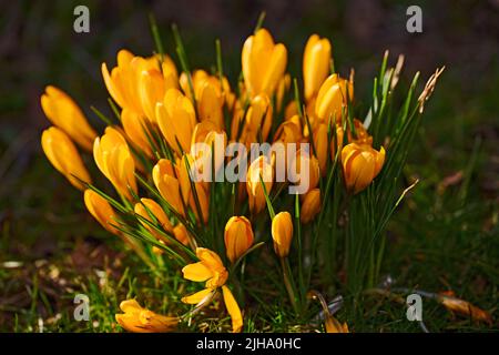 Gelbe Krokusblüten, die im Sommer in einem Blumenbeet in einem Garten im Hinterhof wachsen. Blühende Pflanzen blühen im Frühling in einem üppigen grünen Park Stockfoto