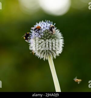 Nahaufnahme von Distelpflanzen, die von Bienen in einem Garten vor einem verschwommenen Naturhintergrund bestäubt werden. Echinops Flora wächst auf einem grünen Feld in Stockfoto