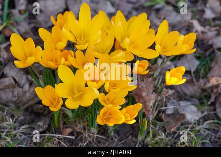 Nahaufnahme von gelben Krokus flavus Blüten, die in einem Garten von oben wachsen. Schöne helle Haufen von Pflanzen, die in einem Hinterhof blühen. Primeln Stockfoto