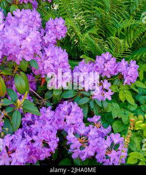 Lila Rhododendron-Blüten wachsen im Sommer in einem Garten im Hinterhof. Schöner Busch mit violett blühenden Pflanzen, der von oben auf dem Land blüht Stockfoto