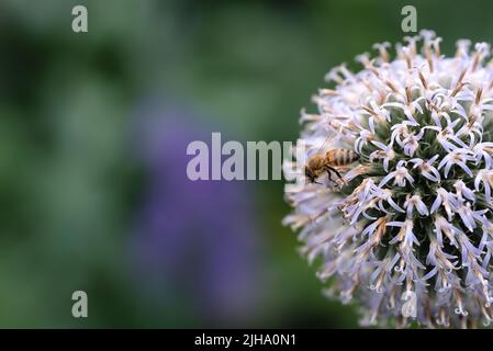 Nahaufnahme einer Honigbiene, die auf einer wilden Distelblume in einem privaten und abgeschiedenen Hausgarten sitzt. Strukturiertes Detail eines blühenden echinops mit Stockfoto