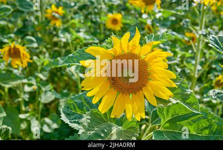 Gewöhnliche gelbe Sonnenblumen wachsen in einem Feld oder botanischen Garten an einem Sommertag im Freien. Helianthus annuus mit lebhaften Blütenblättern, die im Frühling blühen Stockfoto