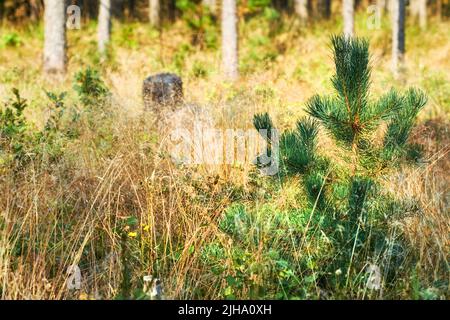 Nahaufnahme von kleinen grünen Kiefern, die in einem Tannen- und Zedernwald mit trockenem Herbstgras in abgelegenen Wäldern wachsen. Umweltfreundlicher Natur Stockfoto