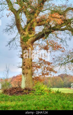 Baumlandschaft mit herbstlichen Orange-, Gelb- und Grüntönen. Naturkulisse eines alten Baumstamms in der Lichtung von üppigem Gras in einem Öko umgeben Stockfoto