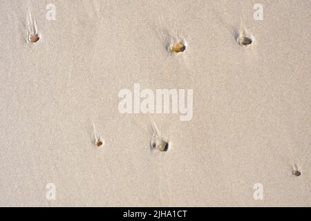 Kies und Muscheln stecken von oben in einem nassen Sandstrand. Schöne Muscheln, die in einer Sand-Stein-Mischung an der Küste untergebracht. Strukturierte und Stockfoto