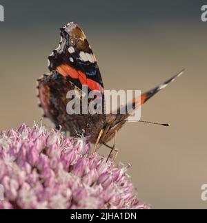 Nahaufnahme eines Rotadmiral-Schmetterlings, der im Sommer einen fließenden bestäubt. Schöne bunte Insekten leben in der Natur Landung auf einer Blume an einem sonnigen Tag Stockfoto