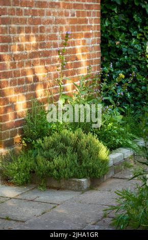 An einem sonnigen Sommernachmittag wachsen grüne Kräuter in der Nähe einer roten Backsteinmauer außerhalb eines Hauses in einem gepflegten Garten. Üppige Pflanzen in einem kleinen Hof ein Haus auf einem Stockfoto