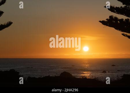 Goldener Sonnenaufgang über dem fernen Horizont mit Norfolk Pine Zweigen am Ufer der Bucht bei Kaikoura. Stockfoto