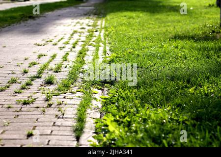 Nahaufnahme eines Grasweges zusammen mit einem rustikalen Steinweg, an einem sonnigen Tag, Grünfläche, im Freien, zu Fuß Stockfoto