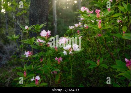 Blühende Rhododendron-Blüten im Redwood Forest. Stockfoto