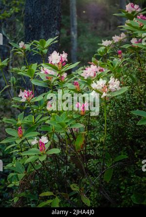 Blühende Rhododendron-Blüten im Redwood Forest. Stockfoto