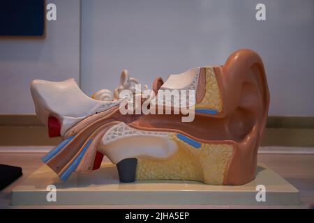 Modell der Darstellung des Ohrorgans Stockfoto