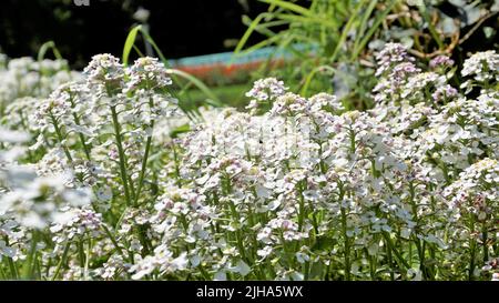 Die Landschaftsfotografie von Iberis gibraltarica, auch bekannt als Gibraltar Candytuft, ist das Symbol des Upper Rock Nature Reserve in Gibraltar. Stockfoto