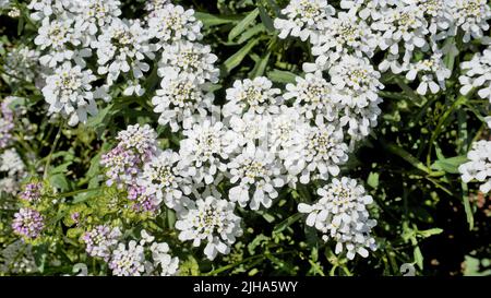 Die Landschaftsfotografie von Iberis gibraltarica, auch bekannt als Gibraltar Candytuft, ist das Symbol des Upper Rock Nature Reserve in Gibraltar. Stockfoto