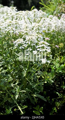 Die Landschaftsfotografie von Iberis gibraltarica, auch bekannt als Gibraltar Candytuft, ist das Symbol des Upper Rock Nature Reserve in Gibraltar. Stockfoto