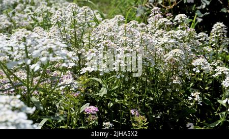 Die Landschaftsfotografie von Iberis gibraltarica, auch bekannt als Gibraltar Candytuft, ist das Symbol des Upper Rock Nature Reserve in Gibraltar. Stockfoto