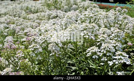 Die Landschaftsfotografie von Iberis gibraltarica, auch bekannt als Gibraltar Candytuft, ist das Symbol des Upper Rock Nature Reserve in Gibraltar. Stockfoto