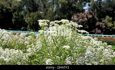 Die Landschaftsfotografie von Iberis gibraltarica, auch bekannt als Gibraltar Candytuft, ist das Symbol des Upper Rock Nature Reserve in Gibraltar. Stockfoto