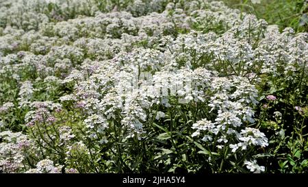 Die Landschaftsfotografie von Iberis gibraltarica, auch bekannt als Gibraltar Candytuft, ist das Symbol des Upper Rock Nature Reserve in Gibraltar. Stockfoto