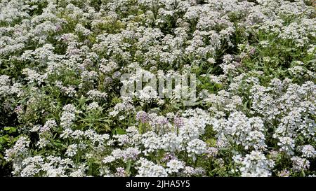 Die Landschaftsfotografie von Iberis gibraltarica, auch bekannt als Gibraltar Candytuft, ist das Symbol des Upper Rock Nature Reserve in Gibraltar. Stockfoto