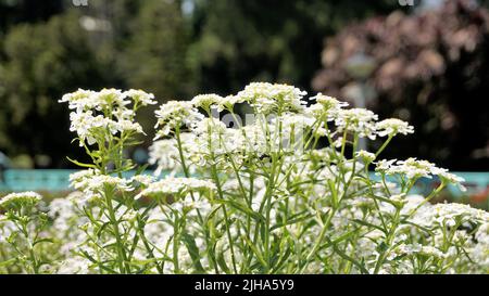 Die Landschaftsfotografie von Iberis gibraltarica, auch bekannt als Gibraltar Candytuft, ist das Symbol des Upper Rock Nature Reserve in Gibraltar. Stockfoto