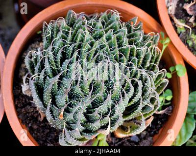 Schöne Aloe aristata auch bekannt als Spitzen-Aloe, Torchplant, Guinea-Geflügel Aloe etc. Schöne dekorative Indoor-Gartenanlage. Stockfoto