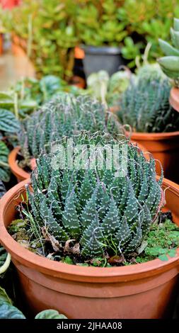 Schöne Aloe aristata auch bekannt als Spitzen-Aloe, Torchplant, Guinea-Geflügel Aloe etc. Schöne dekorative Indoor-Gartenanlage. Stockfoto