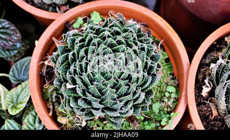 Schöne Aloe aristata auch bekannt als Spitzen-Aloe, Torchplant, Guinea-Geflügel Aloe etc. Schöne dekorative Indoor-Gartenanlage. Stockfoto
