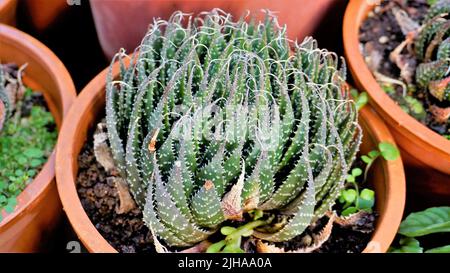 Schöne Aloe aristata auch bekannt als Spitzen-Aloe, Torchplant, Guinea-Geflügel Aloe etc. Schöne dekorative Indoor-Gartenanlage. Stockfoto