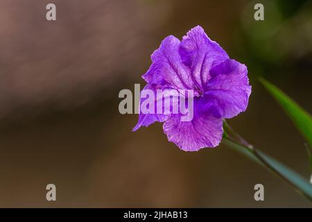 Eine mexikanische Petunia Blume, die in hellvioletter Farbe ist, um den Garten um das Haus herum zu schmücken Stockfoto