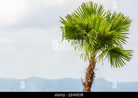 Eine Palme mit grünen Blumen, ein wolkig blauer Himmel Hintergrund, ein Schattenbaum in den Tropen Stockfoto