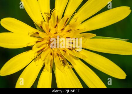 Eine Makro-Nahaufnahme von Euryops pectinatus in voller Blüte, Einer einzigen gelben Gänseblümchen Stockfoto