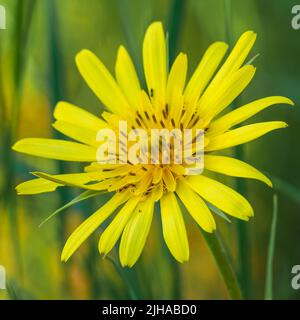 Eine Makro-Nahaufnahme von Euryops pectinatus in voller Blüte, Einer einzigen gelben Gänseblümchen Stockfoto